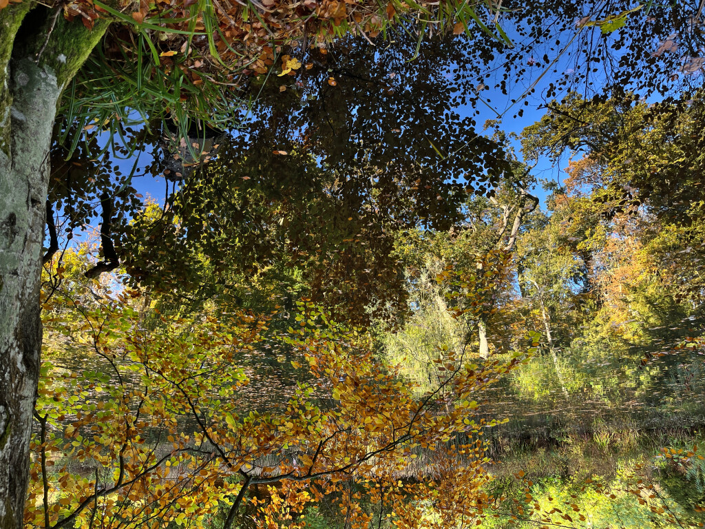 Trees and Stream Inverted, Wallington, Northumberland